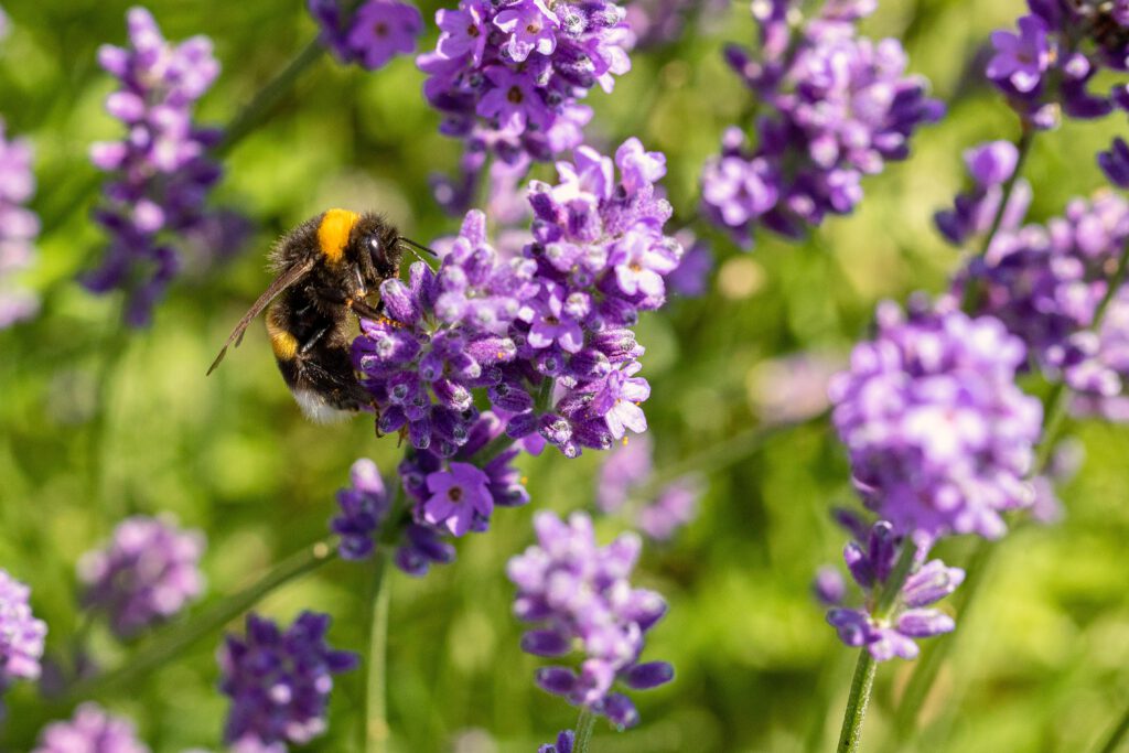 Photo-of-bee-on-lavender-plant